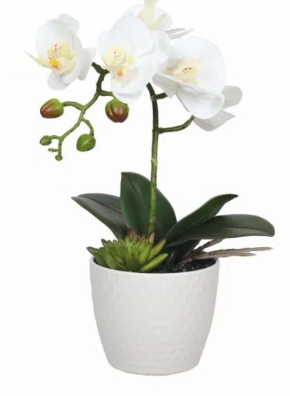 Potted Orchid 26cm in Natural Pot