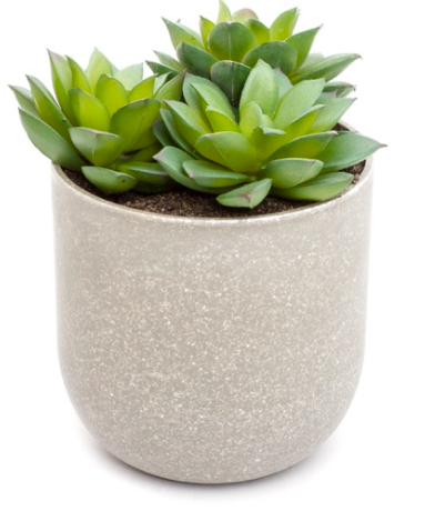 Potted Succulent in Stone Pot 12x19cm